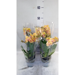 Phalaenopsis multi. 'Limpopo'
