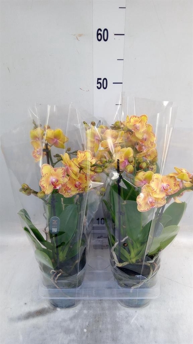 <h4>Phalaenopsis multi. 'Limpopo'</h4>