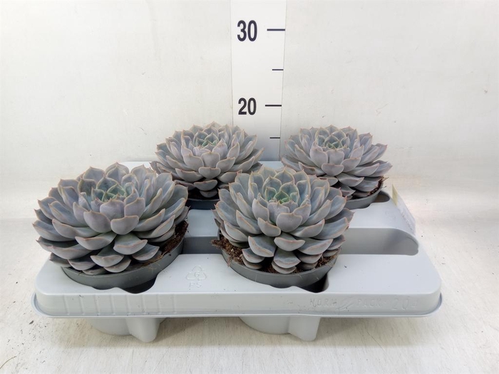 <h4>Echeveria  'Orion'</h4>