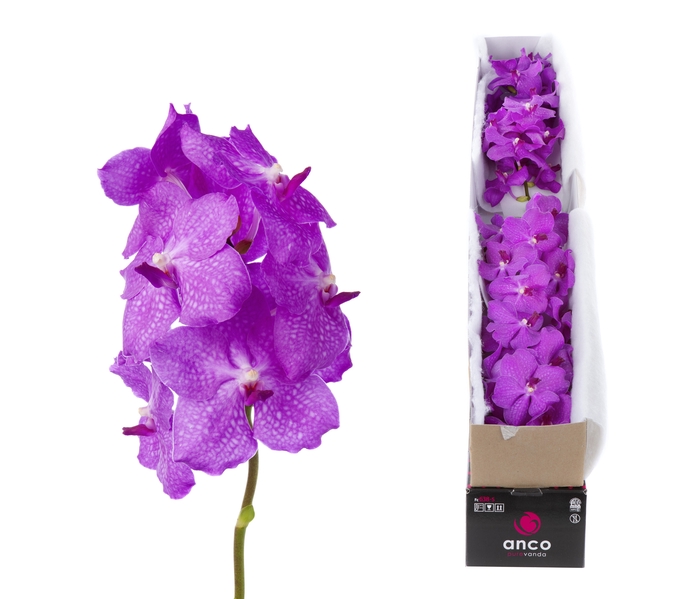 <h4>Vanda Candy Pink</h4>