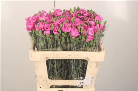 <h4>Di Symply Lila</h4>