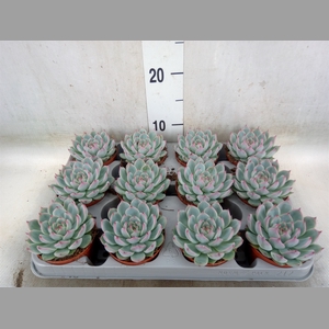 Echeveria   ...