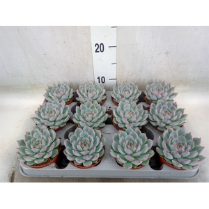 Echeveria   ...