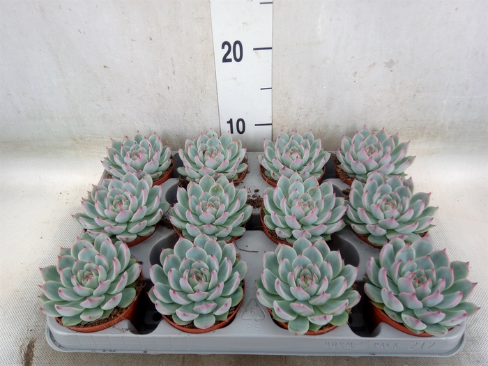 <h4>Echeveria   ...</h4>