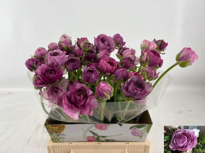 <h4>RAN AM PURPLE JEAN</h4>