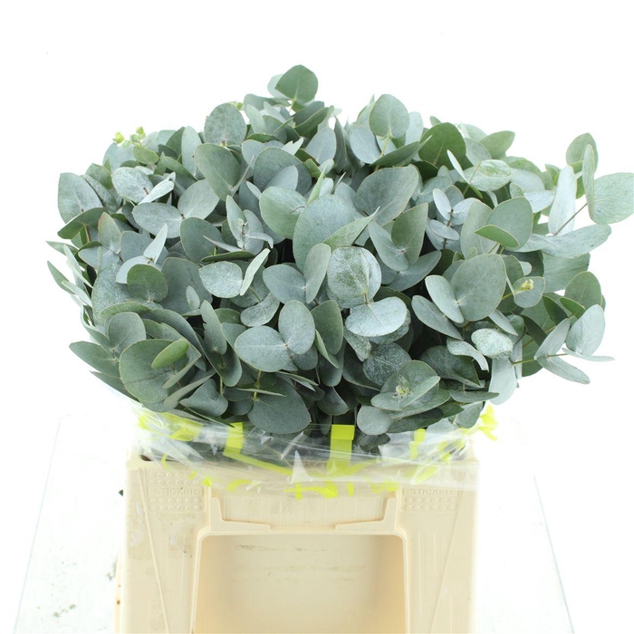 <h4>Euca Cinerea P Stem (10 Stems Per Bunch)</h4>