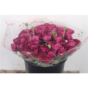 Ran.. Su Cherry Extra