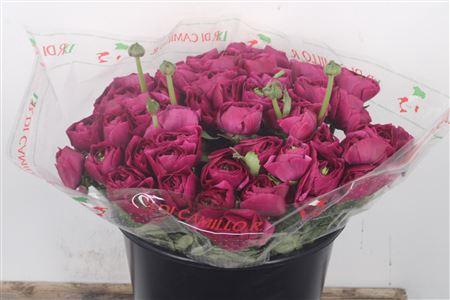 <h4>Ran.. Su Cherry Extra</h4>