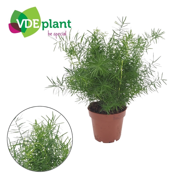 <h4>Asparagus Mazeppa 12cm</h4>