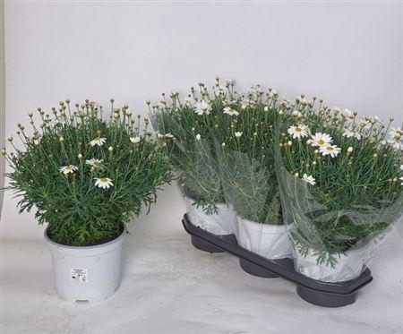 <h4>Arg Simba White</h4>