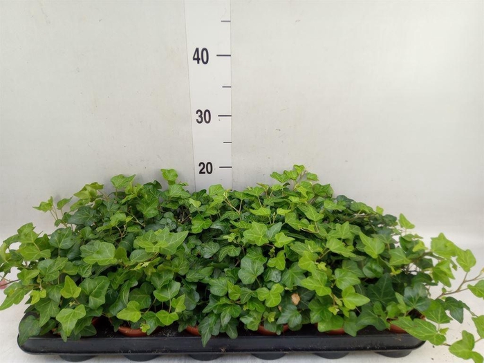<h4>Hedera helix 'Wonder'</h4>