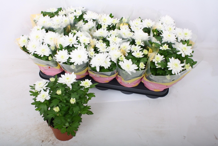 <h4>CHRYS BRAVE</h4>