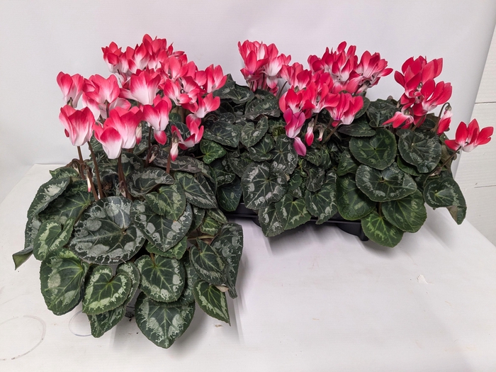 <h4>CYCL MD INDIAKA</h4>