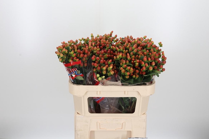 <h4>Hyp Globo Coral</h4>
