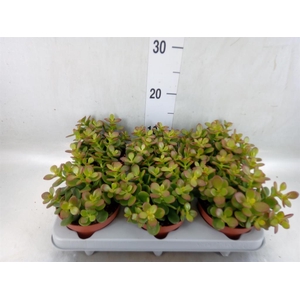 Crassula ovata 'Minor'