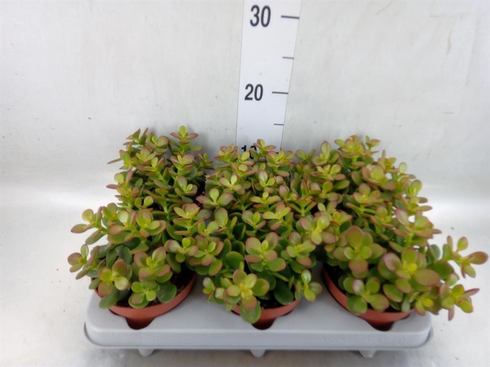 <h4>Crassula ovata 'Minor'</h4>