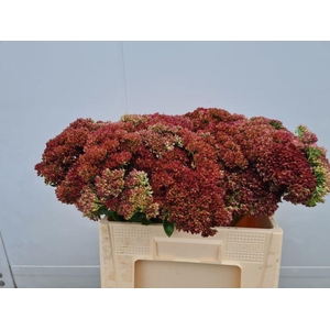 Sedum spectabile blooming
