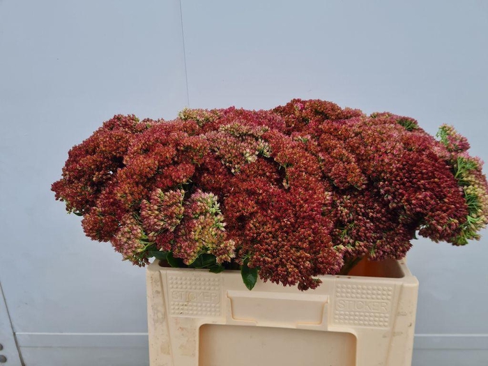 <h4>Sedum spectabile blooming</h4>