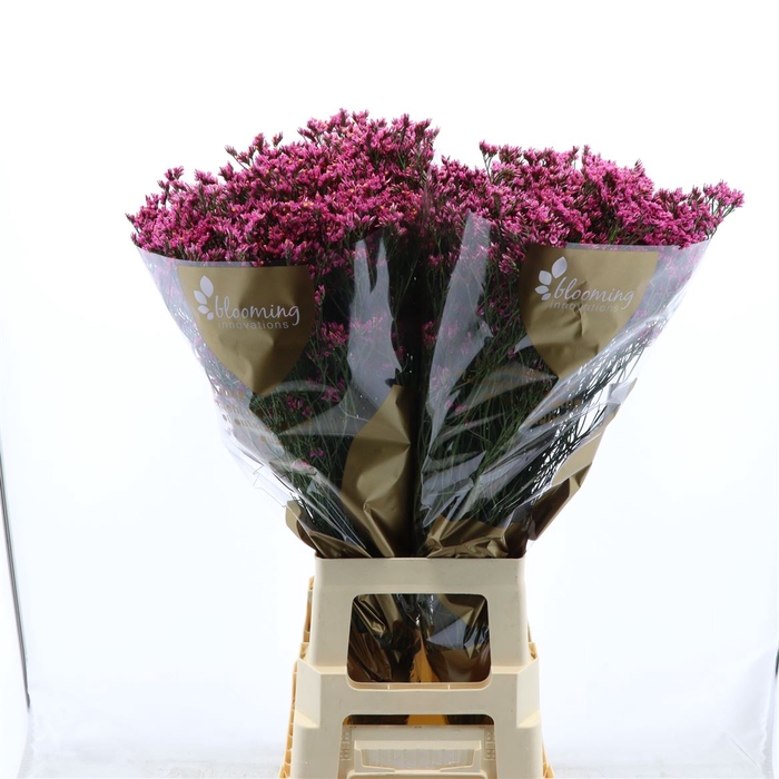 <h4>Limonium Sinense Tiffany Diamond</h4>