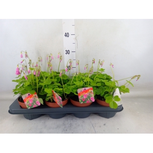 Oxalis bowiei 'Amarantha'