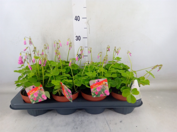 <h4>Oxalis bowiei 'Amarantha'</h4>