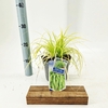 Carex oshimensis Evercolor Everillo