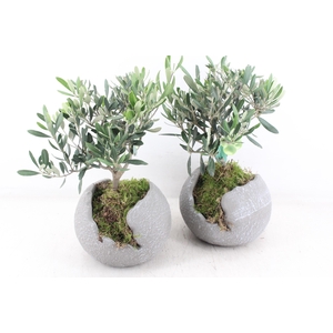 arr3 SN - Ker. bolpot grijs L x3 Olijf