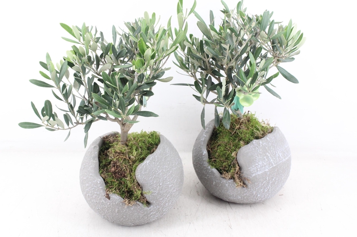 <h4>arr3 SN - Ker. bolpot grijs L x3 Olijf</h4>