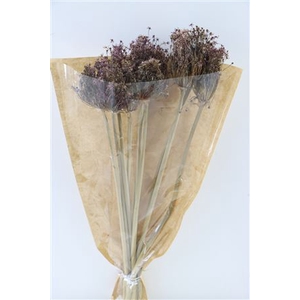 Dried Allium Cherry 10pc Bunch Slv