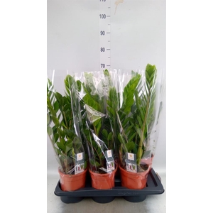 Zamioculcas zamiifolia