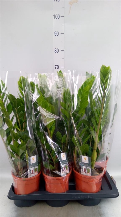 <h4>Zamioculcas zamiifolia</h4>