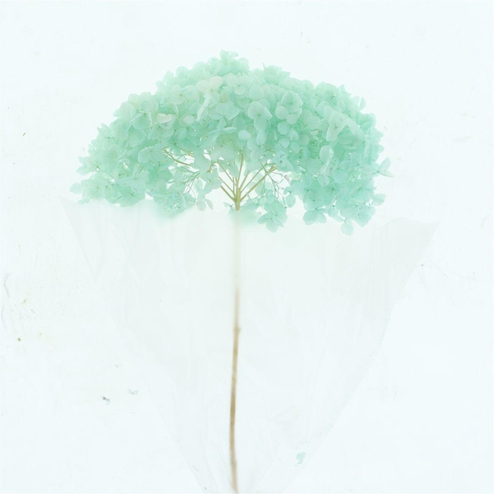 <h4>Pres Bleached Hydrangea Pastel Blue</h4>