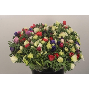 Anemone Galil Mixed In Bunch