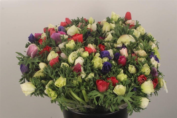 <h4>Anemone Galil Mixed In Bunch</h4>
