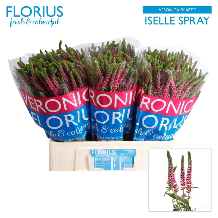 <h4>VERON SMART ISELLE</h4>