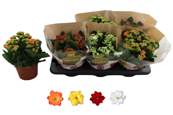 <h4>KAL GE RO GEM 4 KL</h4>