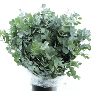 EUC CINEREA PER BOS
