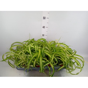 Chlorophytum com. 'Bonnie'