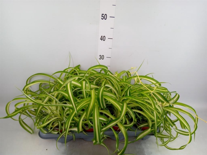 <h4>Chlorophytum com. 'Bonnie'</h4>