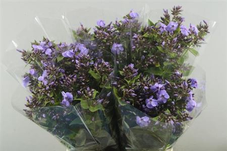 <h4>Phlox P Butterfly</h4>