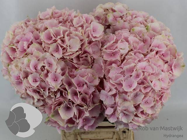 <h4>HYDR M CH VERENA</h4>
