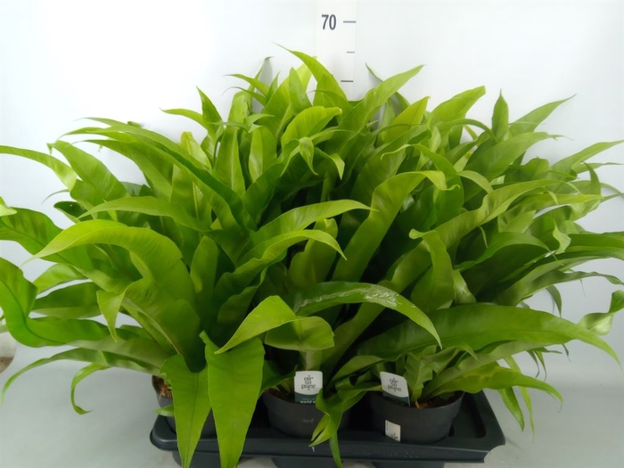 <h4>Asplenium antiquum</h4>