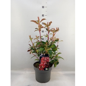 Photinia fraseri
