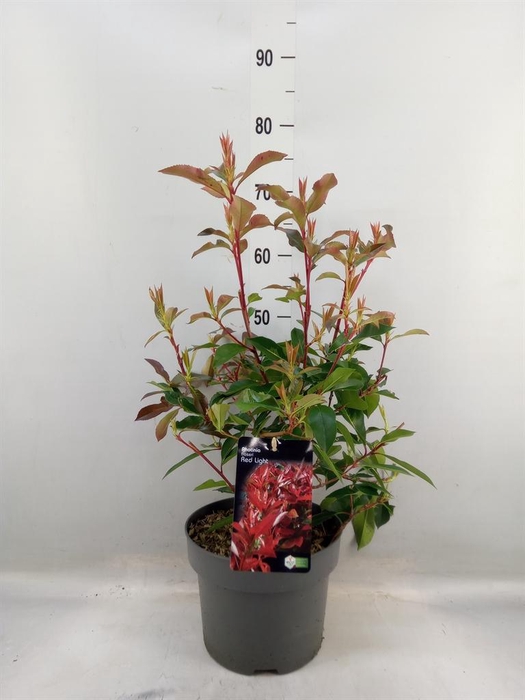 <h4>Photinia fraseri</h4>