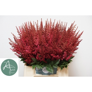 ASTIL AR PAUL GAARDE