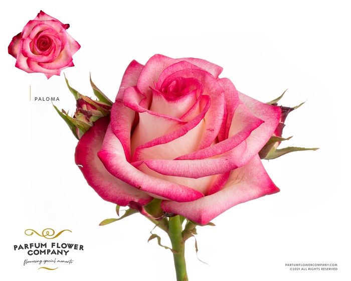 <h4>Rosa Premium Paloma</h4>