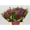 Kaaps Groen Cone Mix Bos
