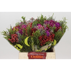 Kaaps Groen Cone Mix Bos