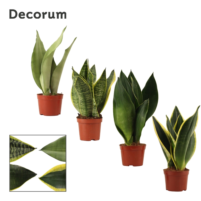 Sansevieria Super mix 9 cm (Decorum)