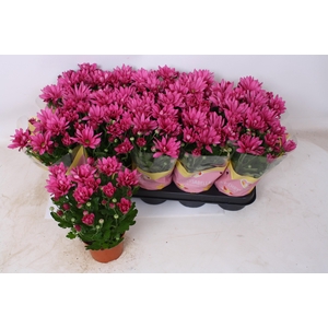 CHRYS JACKSON PURPLE